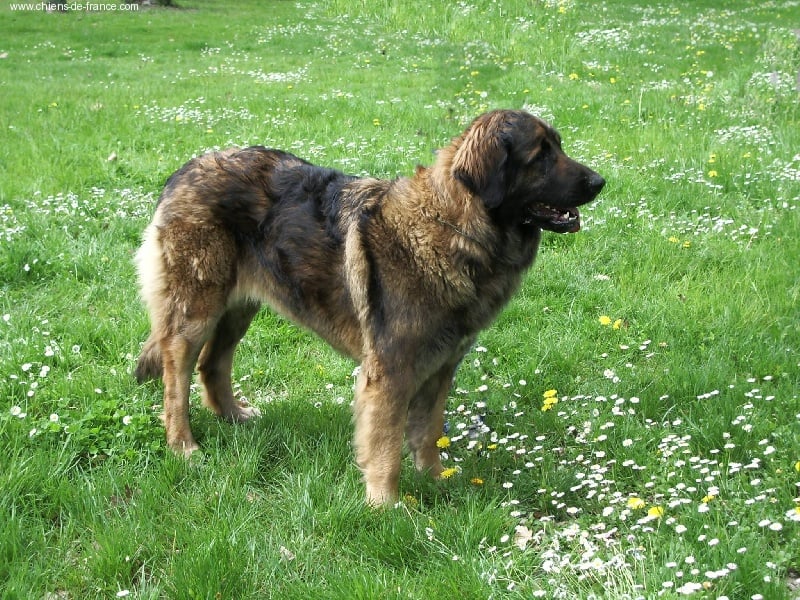 Usia-querida du moulin pastellier - 4 EXCELLENT CIF