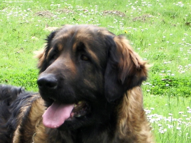 Usia-querida du moulin pastellier - 3 EXCELLENT CJF