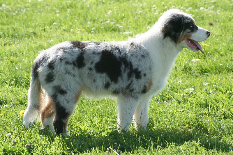 Diamond blue des Caps et Marais d'Opale