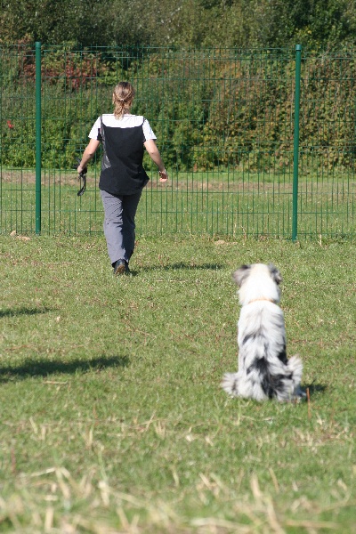 Diamond blue des Caps et Marais d'Opale
