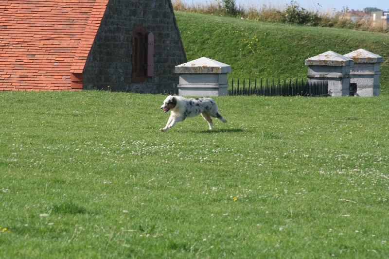 Diamond blue des Caps et Marais d'Opale