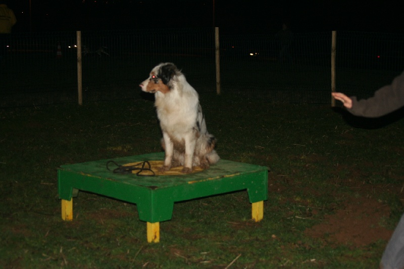 Diamond blue des Caps et Marais d'Opale