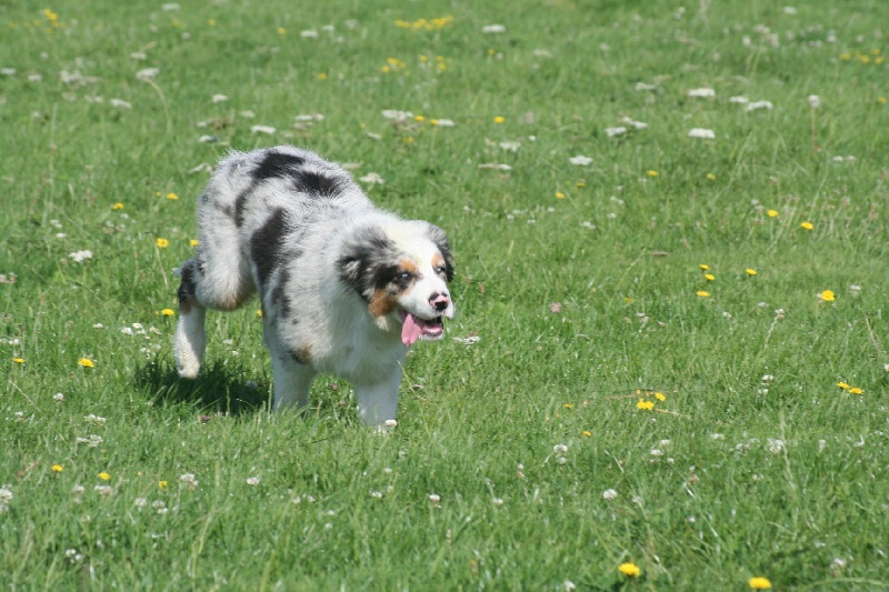 Diamond blue des Caps et Marais d'Opale