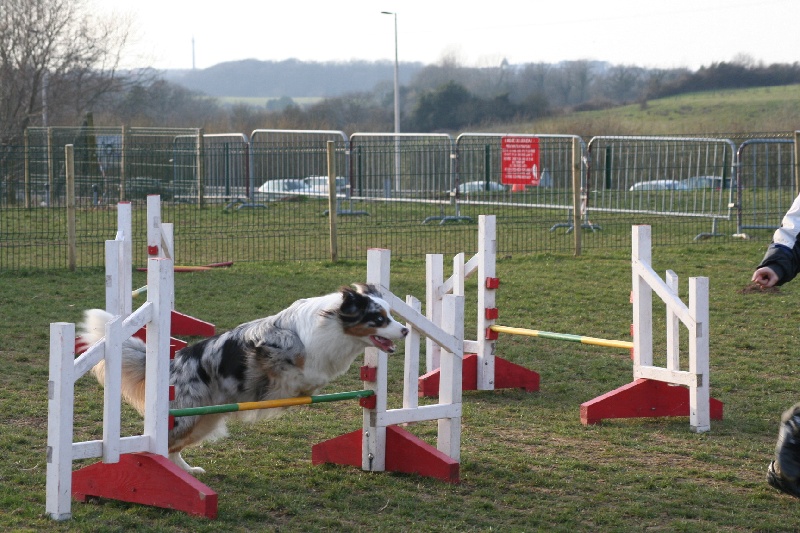 Diamond blue des Caps et Marais d'Opale