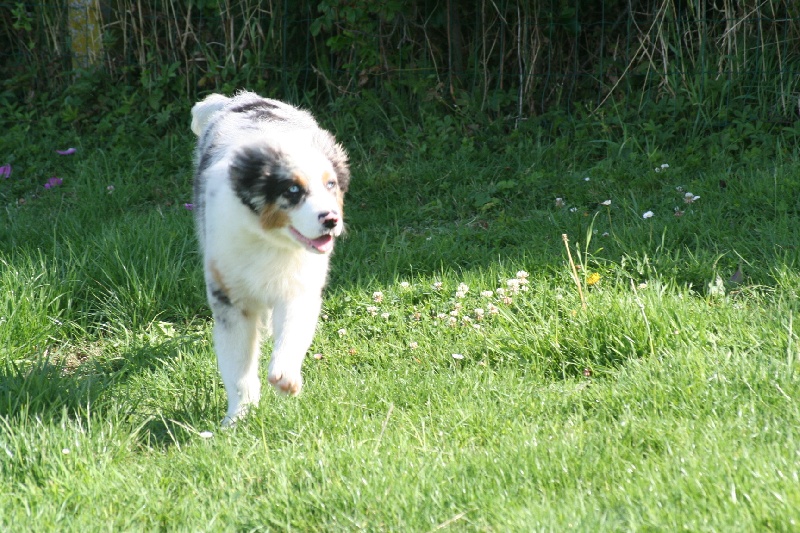 Diamond blue des Caps et Marais d'Opale