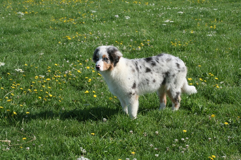 Diamond blue des Caps et Marais d'Opale