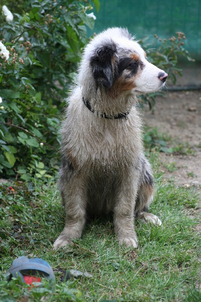 Diamond blue des Caps et Marais d'Opale