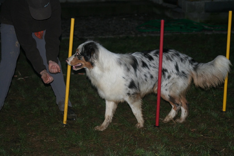 Diamond blue des Caps et Marais d'Opale