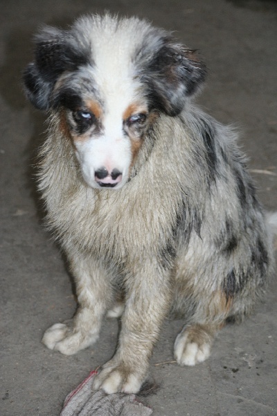 Diamond blue des Caps et Marais d'Opale