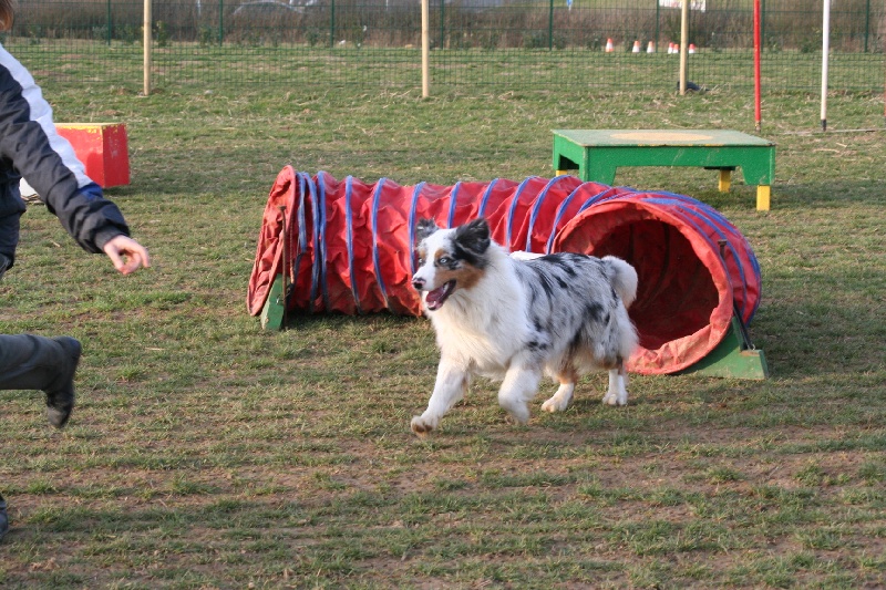 Diamond blue des Caps et Marais d'Opale