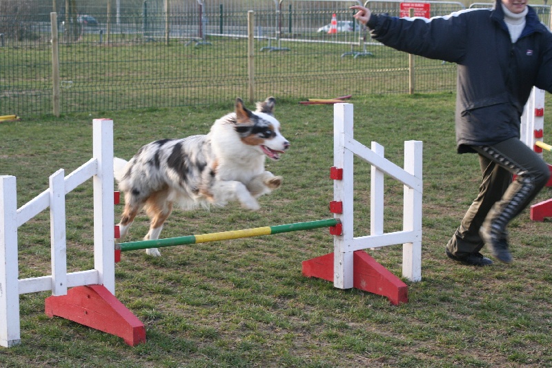 Diamond blue des Caps et Marais d'Opale