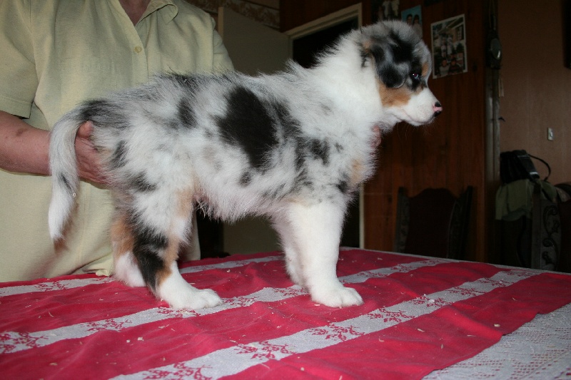 Diamond blue des Caps et Marais d'Opale