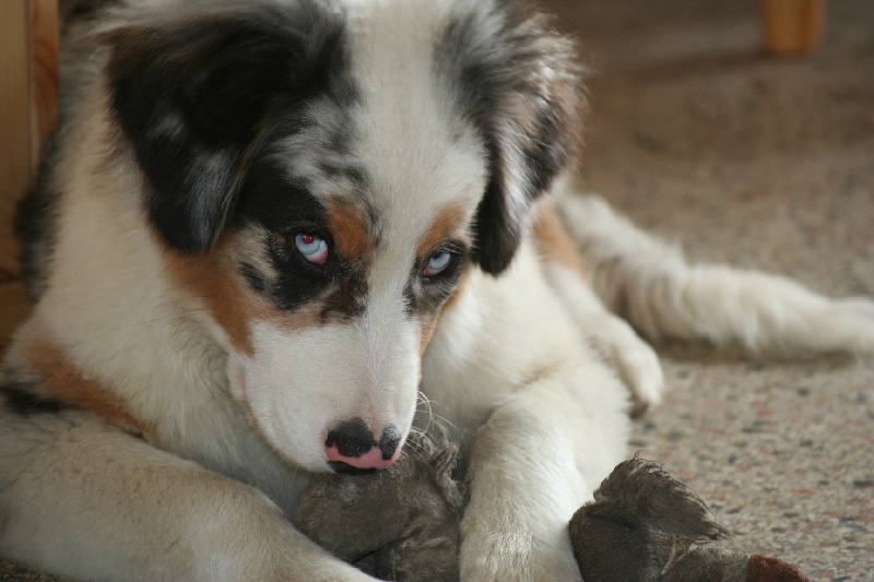 Diamond blue des Caps et Marais d'Opale