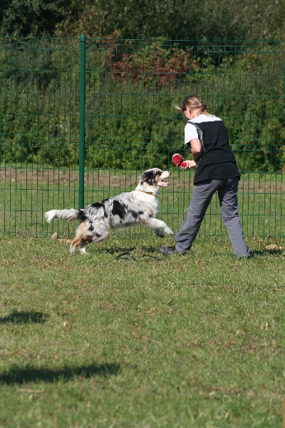 Diamond blue des Caps et Marais d'Opale