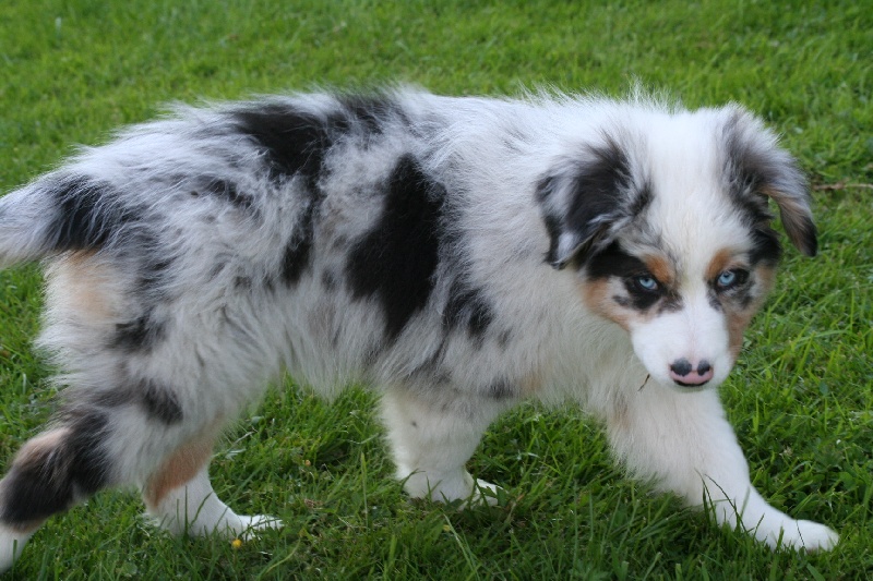 Diamond blue des Caps et Marais d'Opale