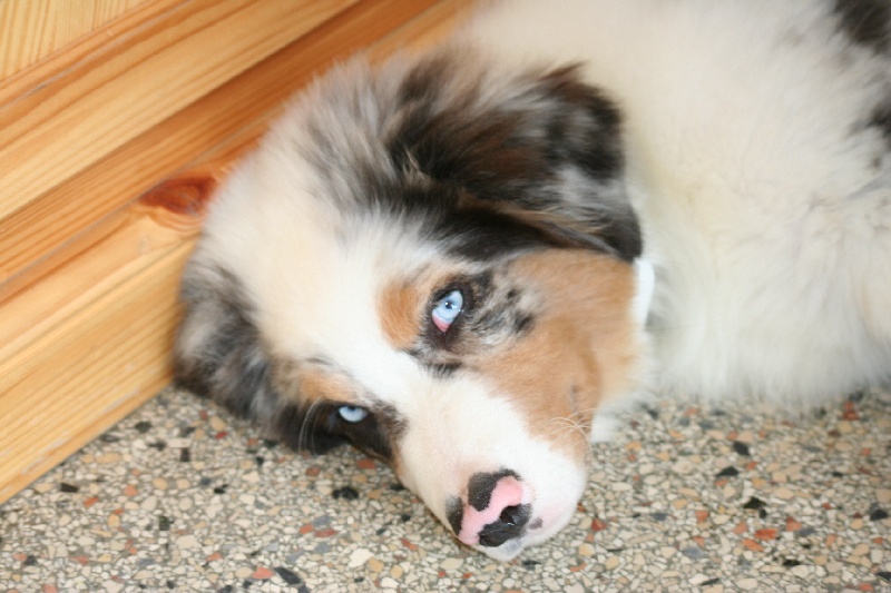 Diamond blue des Caps et Marais d'Opale