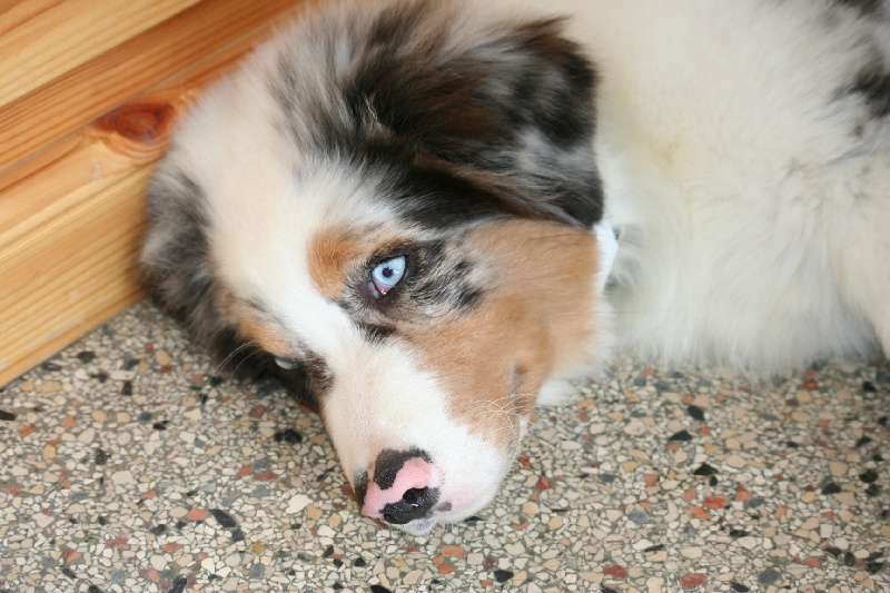 Diamond blue des Caps et Marais d'Opale