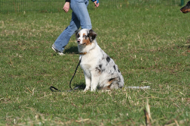 Diamond blue des Caps et Marais d'Opale