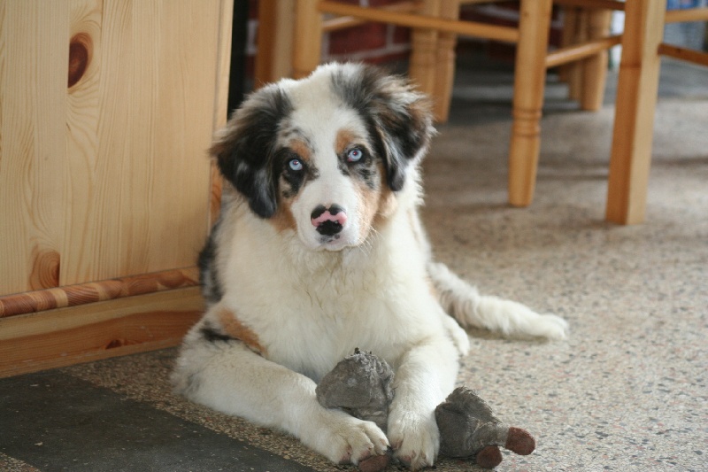 Diamond blue des Caps et Marais d'Opale