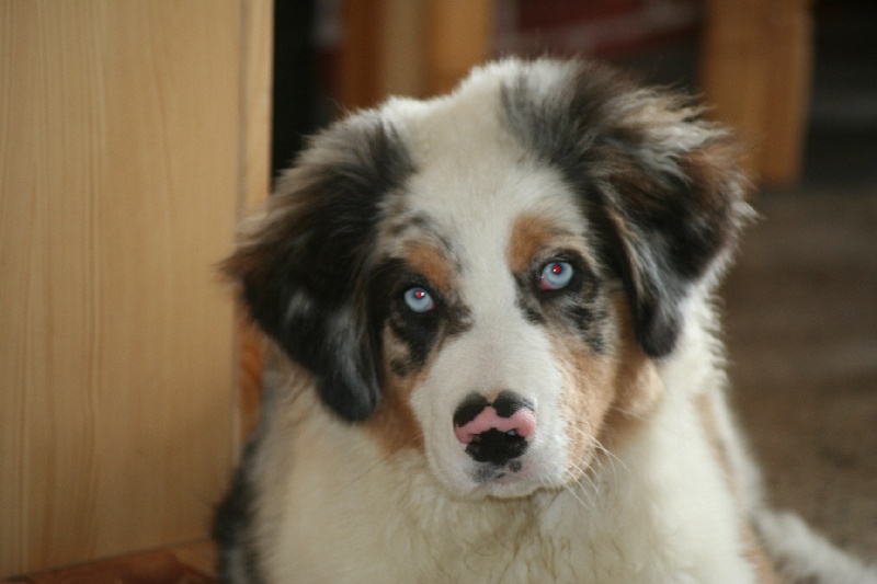 Diamond blue des Caps et Marais d'Opale