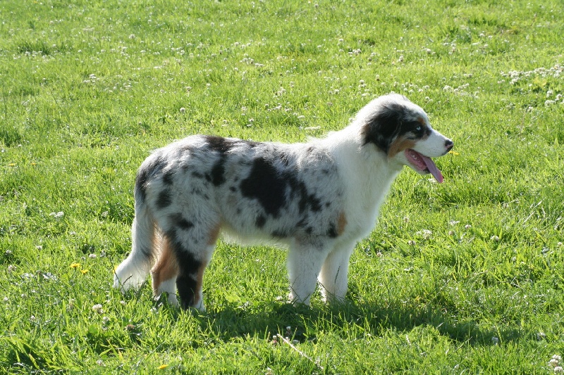 Diamond blue des Caps et Marais d'Opale
