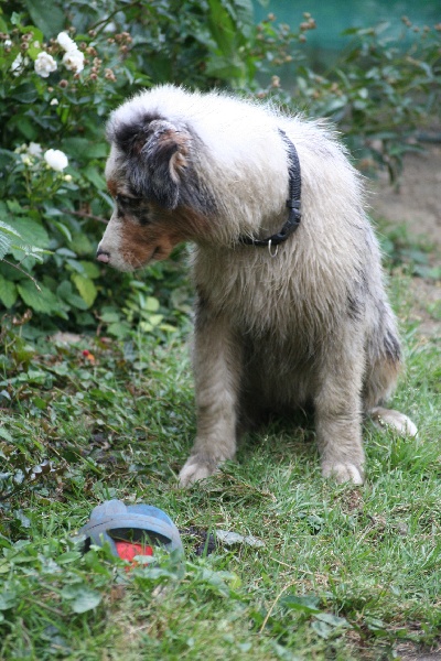 Diamond blue des Caps et Marais d'Opale