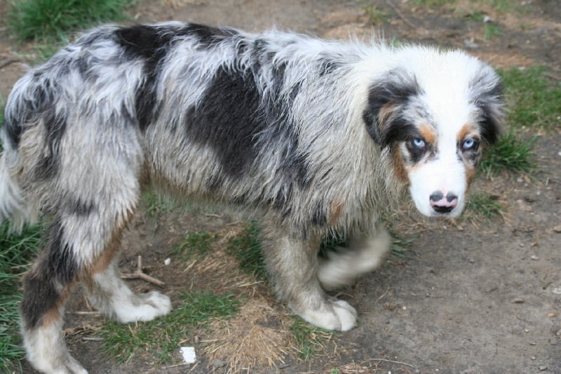 Diamond blue des Caps et Marais d'Opale