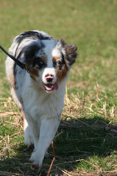 Diamond blue des Caps et Marais d'Opale