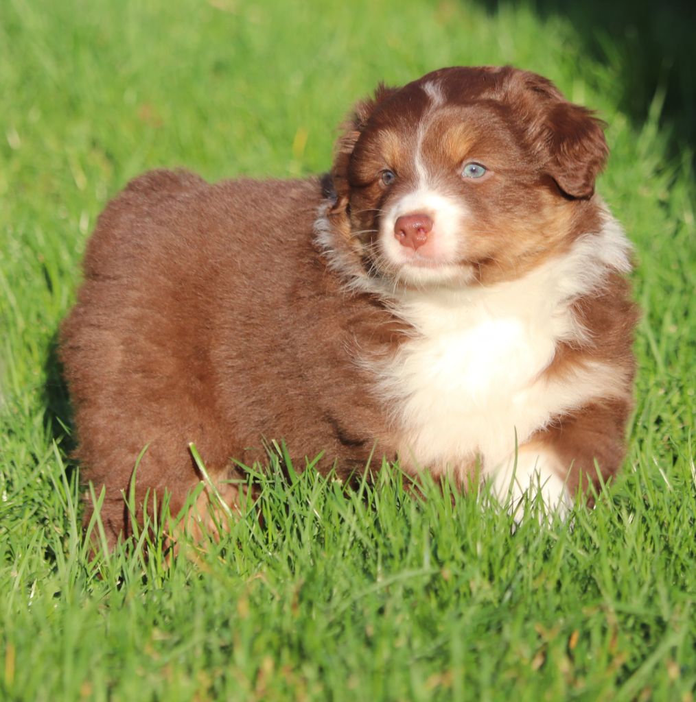 Berger Australien - des Caps et Marais d'Opale