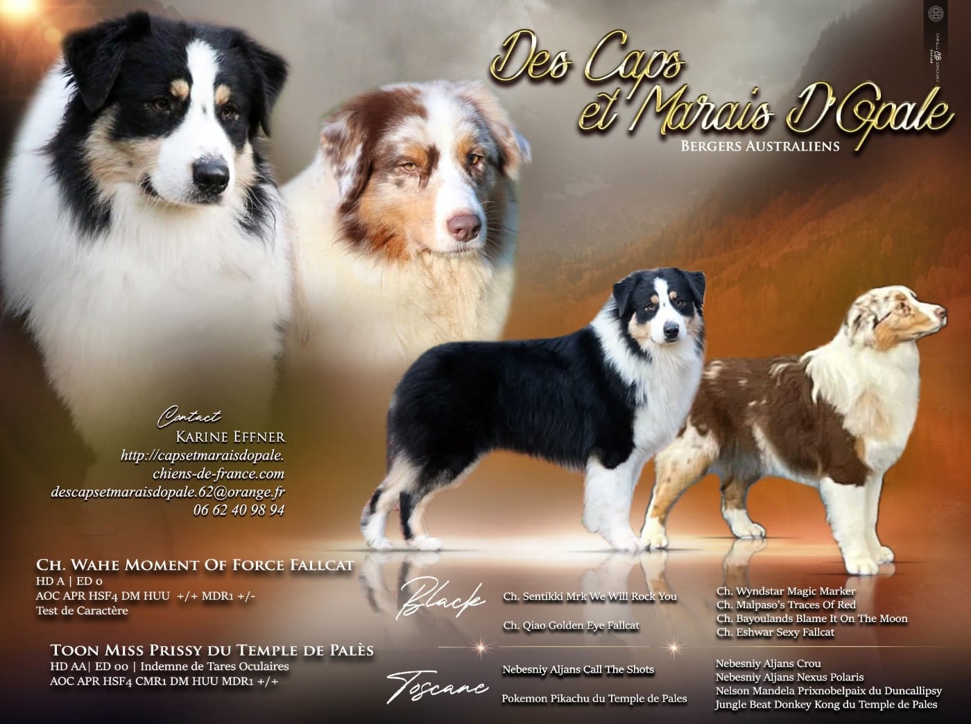 Berger Australien - des Caps et Marais d'Opale