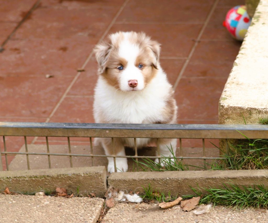 Anse de la perle dit Pupuce