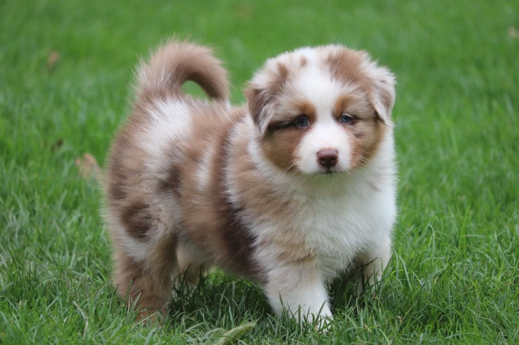 Anse Rifflet dit Athina