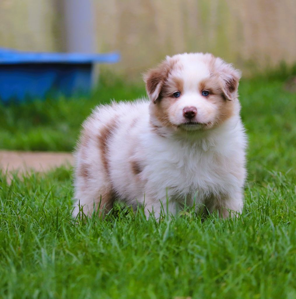 Anse a la barque dit Aska