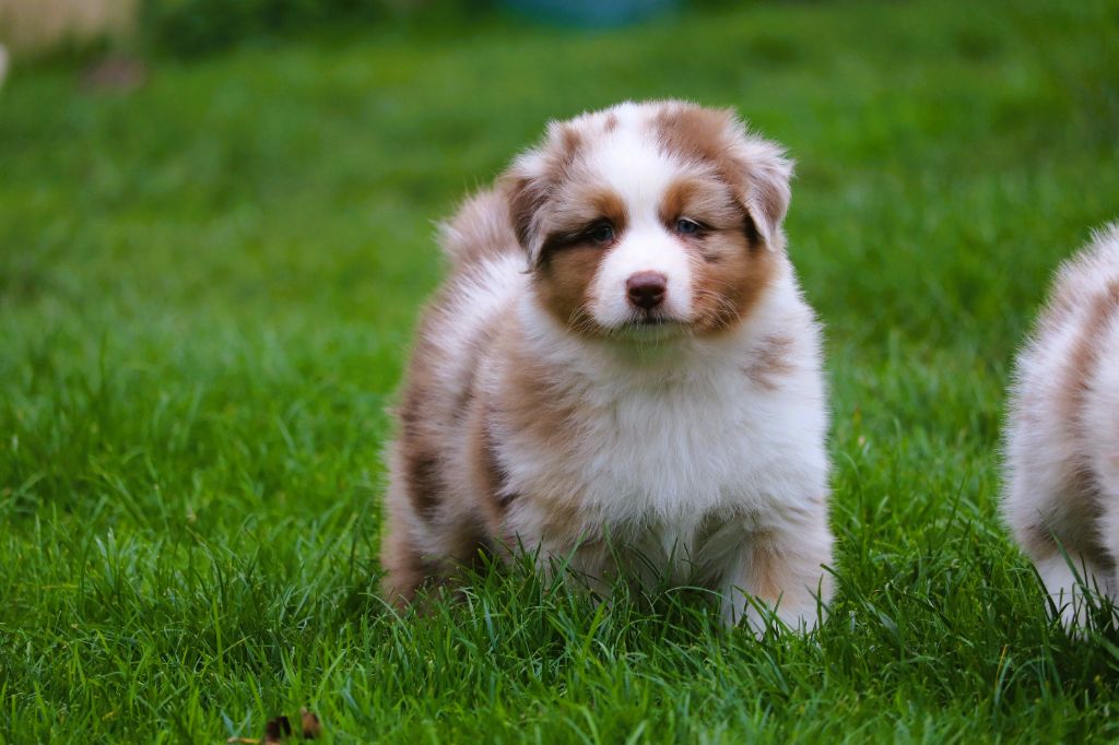 Anse Rifflet dit Athina