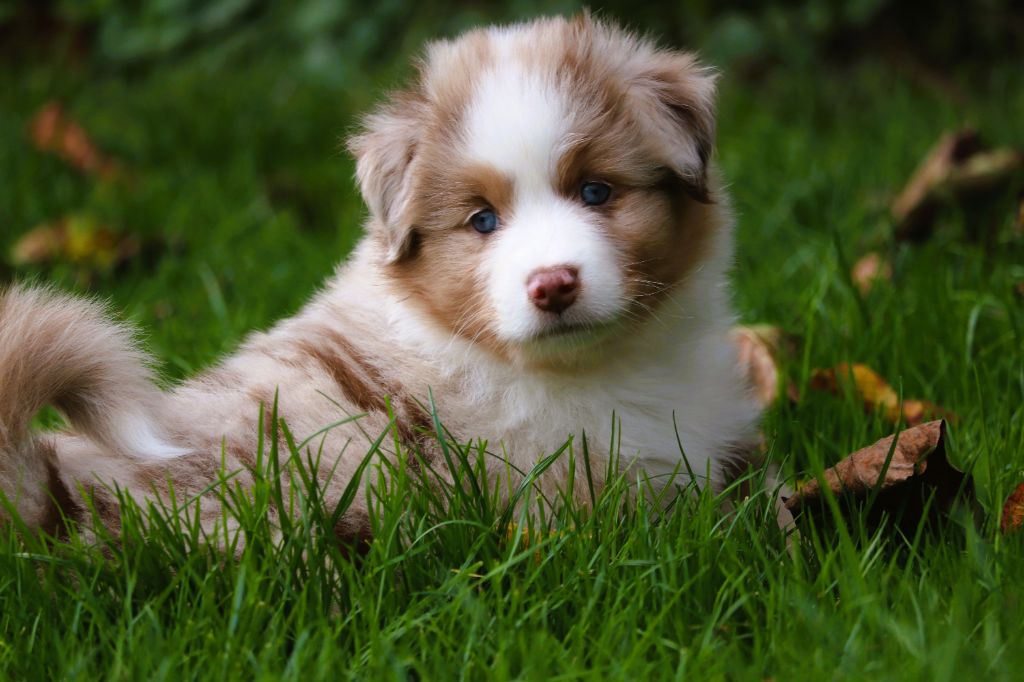Anse de la perle dit Pupuce