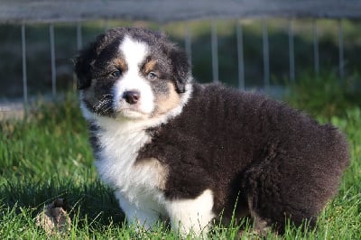 Les chiots de Berger Australien