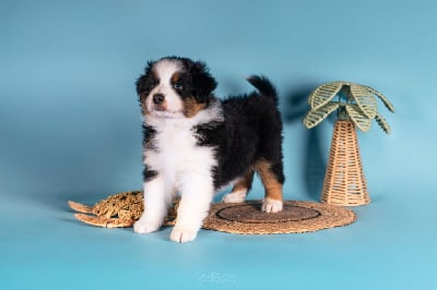 Les chiots de Berger Australien