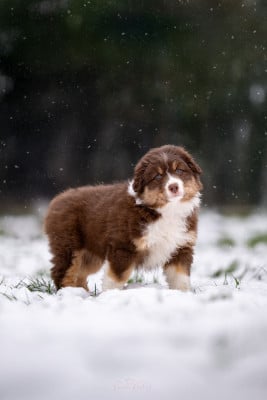 Les chiots de Berger Australien
