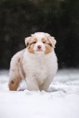 Les chiots de Berger Australien