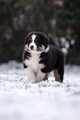 Les chiots de Berger Australien