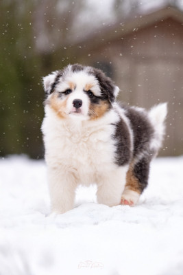 Les chiots de Berger Australien