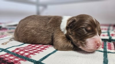 Les chiots de Berger Australien
