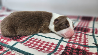 Les chiots de Berger Australien