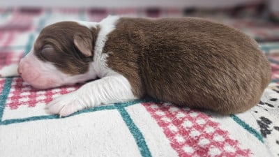 Les chiots de Berger Australien