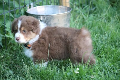 Les chiots de Berger Australien