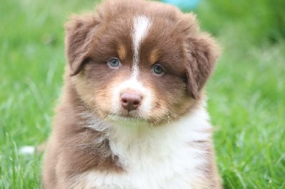 Les chiots de Berger Australien