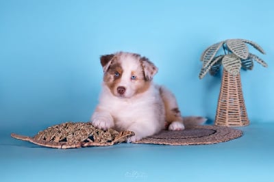 Les chiots de Berger Australien