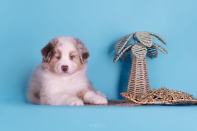Les chiots de Berger Australien