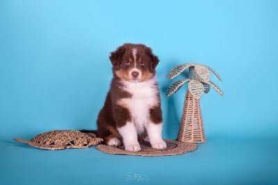 Les chiots de Berger Australien