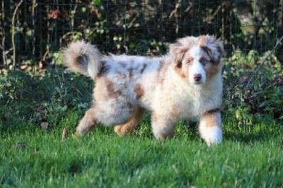 Les chiots de Berger Australien